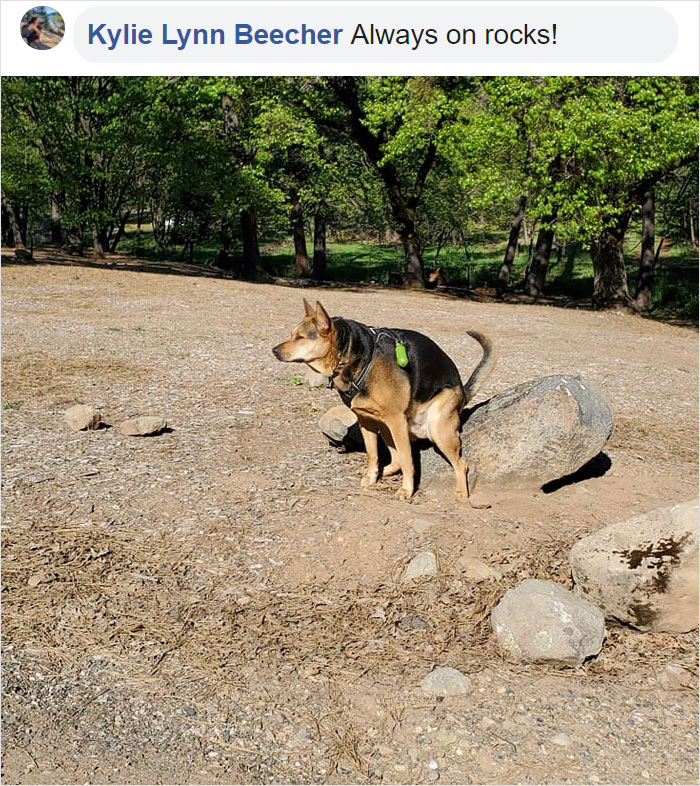 Guy Asks If Other Dogs Poop In Weird Positions Like His Pooch Does, Receives 35 Pics That Answer His Question Guy Asks If Other Dogs Poop In Weird Positions Like His Pooch Does, Receives 35 Pics That Answer His Question