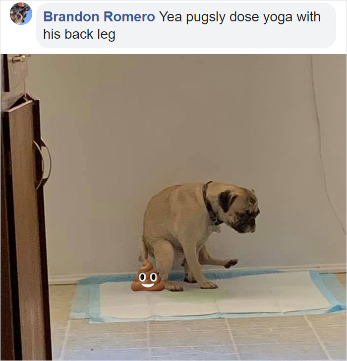 Guy Asks If Other Dogs Poop In Weird Positions Like His Pooch Does, Receives 35 Pics That Answer His Question