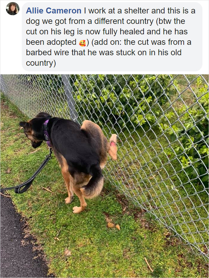Guy Asks If Other Dogs Poop In Weird Positions Like His Pooch Does, Receives 35 Pics That Answer His Question Guy Asks If Other Dogs Poop In Weird Positions Like His Pooch Does, Receives 35 Pics That Answer His Question