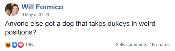 Guy Asks If Other Dogs Poop In Weird Positions Like His Pooch Does, Receives 35 Pics That Answer His Question