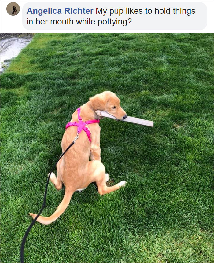 Guy Asks If Other Dogs Poop In Weird Positions Like His Pooch Does, Receives 35 Pics That Answer His Question Guy Asks If Other Dogs Poop In Weird Positions Like His Pooch Does, Receives 35 Pics That Answer His Question