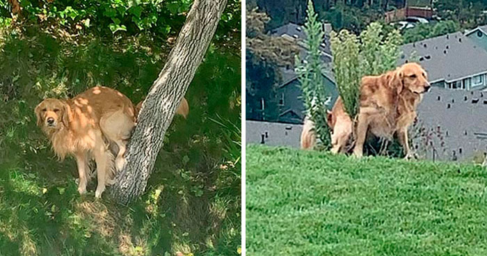 Este hombre preguntó si otros perros también hacen caca en posturas extrañas como el suyo, y recibió 35 fotos como respuesta