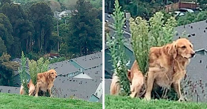 Guy Asks If Other Dogs Poop In Weird Positions Like His Pooch Does, Receives 35 Pics That Answer His Question