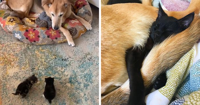 Dog Takes Care Of Every Rescue Kitten In This Cat Shelter And Here Are 30 Pics To Show His Love Is Never-ending