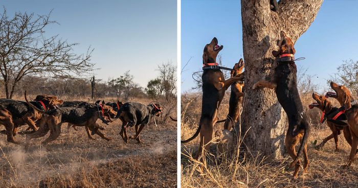 Dogs Trained To Protect Wildlife Save 45 Rhinos From Poachers