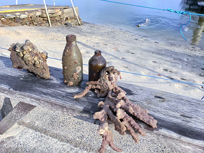 Dolphin Discovers Humans Like It When He Brings Them Gifts From The Bottom Of The Ocean, Develops A Habit Of Doing So