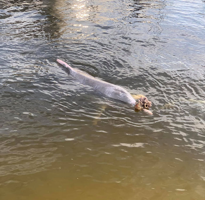 Dolphin Discovers Humans Like It When He Brings Them Gifts From The Bottom Of The Ocean, Develops A Habit Of Doing So Dolphin Discovers Humans Like It When He Brings Them Gifts From The Bottom Of The Ocean, Develops A Habit Of Doing So