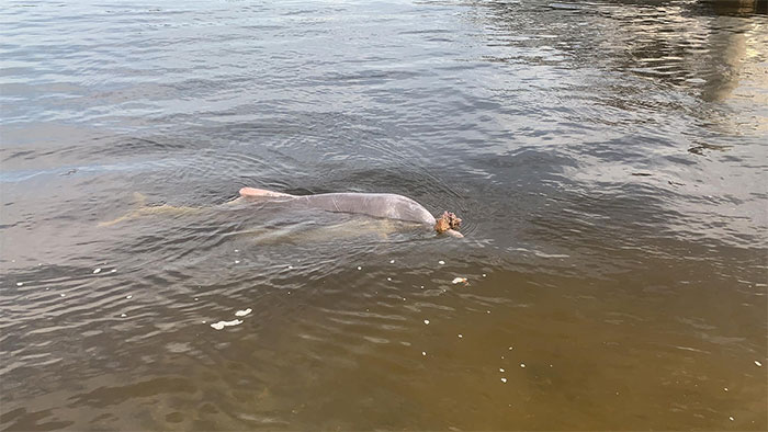 Dolphin Discovers Humans Like It When He Brings Them Gifts From The Bottom Of The Ocean, Develops A Habit Of Doing So