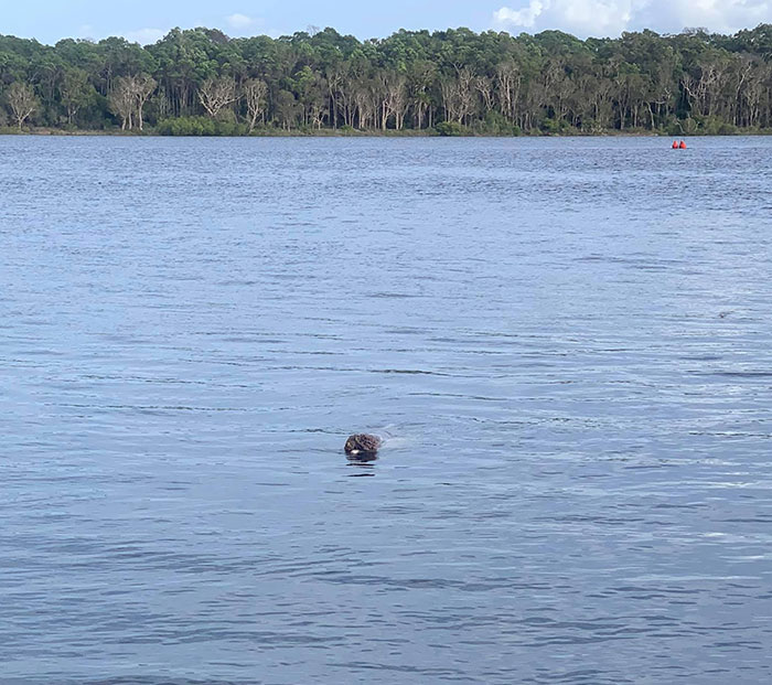 Dolphin Discovers Humans Like It When He Brings Them Gifts From The Bottom Of The Ocean, Develops A Habit Of Doing So