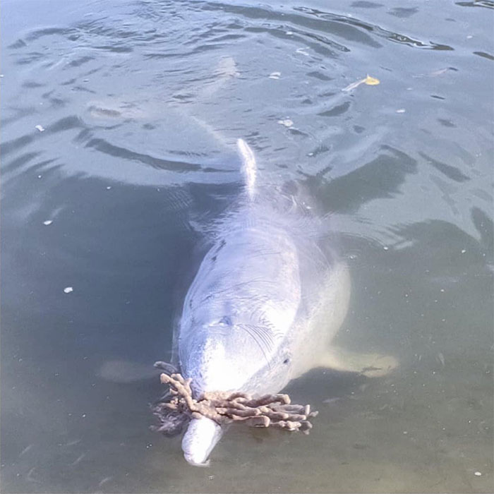 Dolphin Discovers Humans Like It When He Brings Them Gifts From The Bottom Of The Ocean, Develops A Habit Of Doing So Dolphin Discovers Humans Like It When He Brings Them Gifts From The Bottom Of The Ocean, Develops A Habit Of Doing So