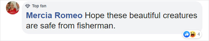Dolphin Discovers Humans Like It When He Brings Them Gifts From The Bottom Of The Ocean, Develops A Habit Of Doing So