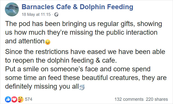 Dolphin Discovers Humans Like It When He Brings Them Gifts From The Bottom Of The Ocean, Develops A Habit Of Doing So Dolphin Discovers Humans Like It When He Brings Them Gifts From The Bottom Of The Ocean, Develops A Habit Of Doing So