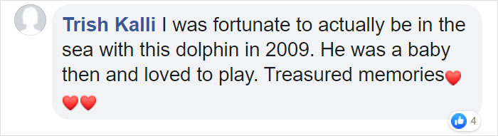 Dolphin Discovers Humans Like It When He Brings Them Gifts From The Bottom Of The Ocean, Develops A Habit Of Doing So Dolphin Discovers Humans Like It When He Brings Them Gifts From The Bottom Of The Ocean, Develops A Habit Of Doing So