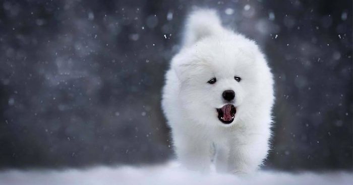 I Capture Magical Photographs Of My Fluffy Dog In Nature (29 Pics)