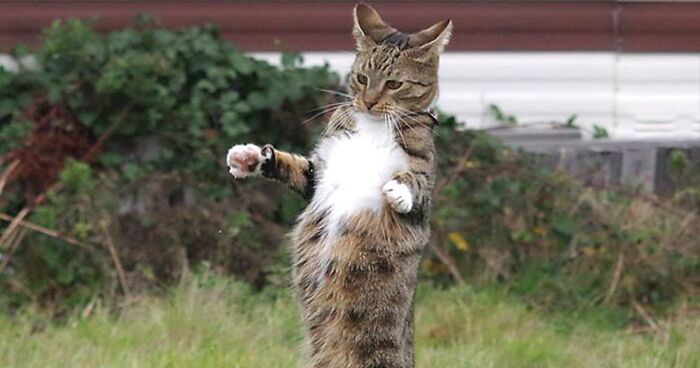 40 Of The Funniest Pics I Captured Of My Cat During His Short Life