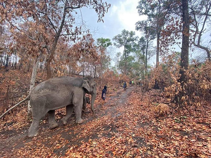 Thai Elephants Return Home After The Number Of Tourists Dwindles