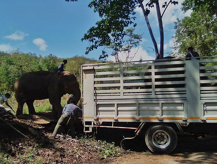 Thai Elephants Return Home After The Number Of Tourists Dwindles Thai Elephants Return Home After The Number Of Tourists Dwindles