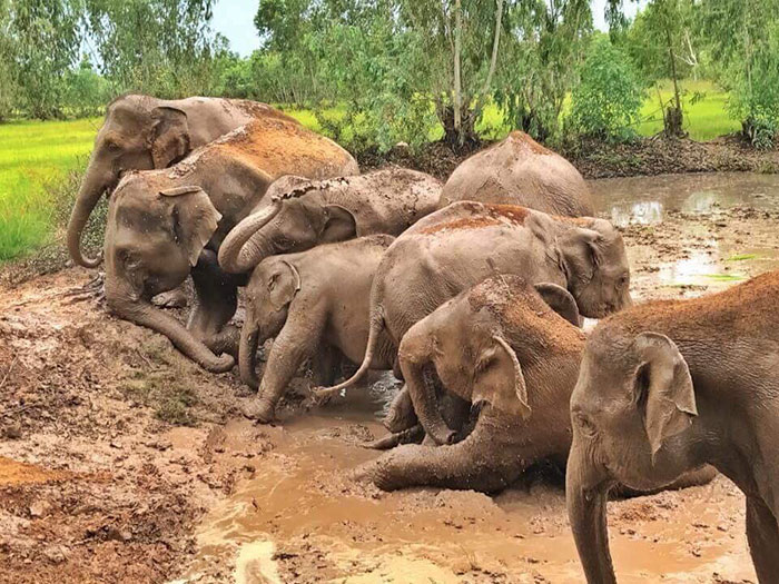 Thai Elephants Return Home After The Number Of Tourists Dwindles