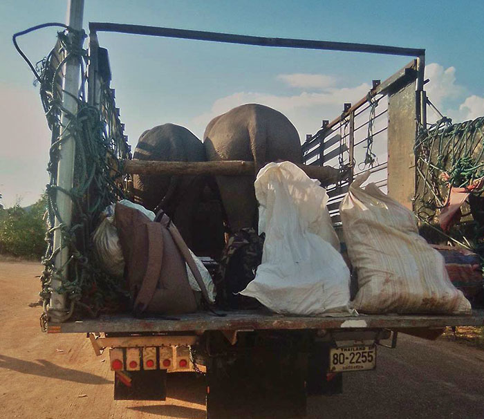 Thai Elephants Return Home After The Number Of Tourists Dwindles