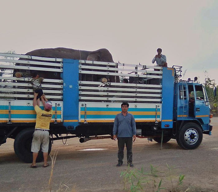 Thai Elephants Return Home After The Number Of Tourists Dwindles Thai Elephants Return Home After The Number Of Tourists Dwindles