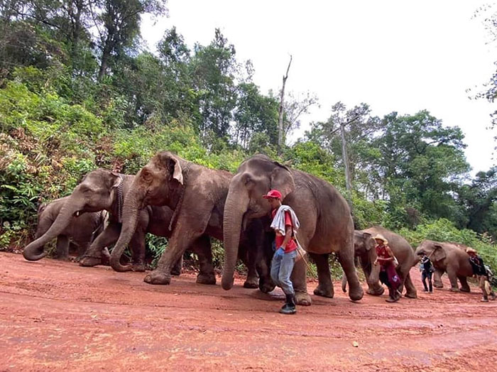 Thai Elephants Return Home After The Number Of Tourists Dwindles Thai Elephants Return Home After The Number Of Tourists Dwindles