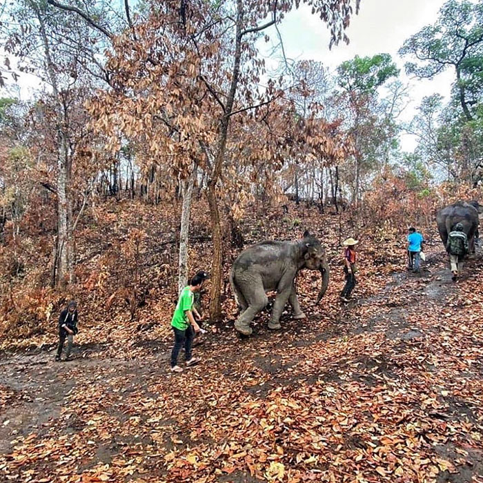 Thai Elephants Return Home After The Number Of Tourists Dwindles Thai Elephants Return Home After The Number Of Tourists Dwindles