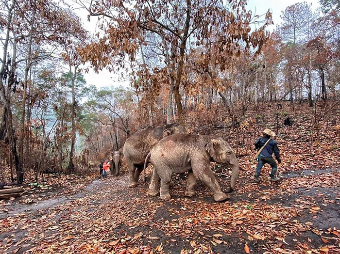 Thai Elephants Return Home After The Number Of Tourists Dwindles Thai Elephants Return Home After The Number Of Tourists Dwindles