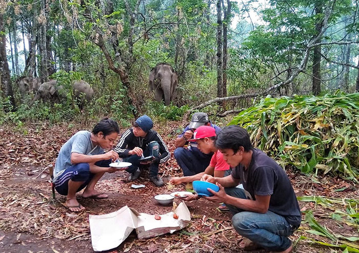 Thai Elephants Return Home After The Number Of Tourists Dwindles Thai Elephants Return Home After The Number Of Tourists Dwindles