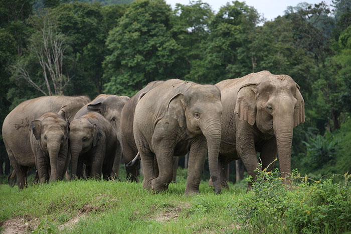 Thai Elephants Return Home After The Number Of Tourists Dwindles Thai Elephants Return Home After The Number Of Tourists Dwindles