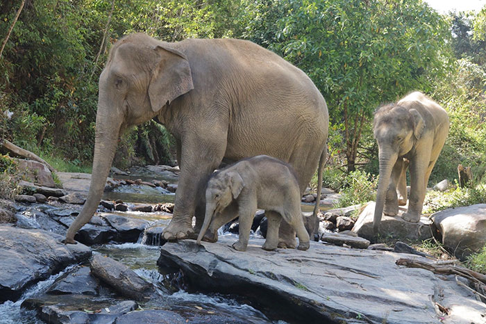 Thai Elephants Return Home After The Number Of Tourists Dwindles Thai Elephants Return Home After The Number Of Tourists Dwindles