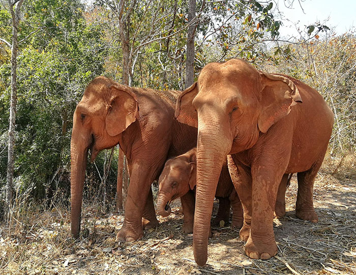 Thai Elephants Return Home After The Number Of Tourists Dwindles