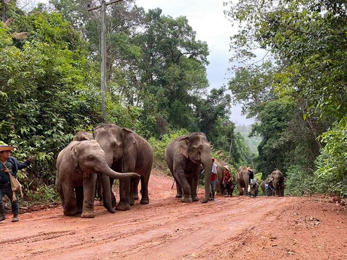 Thai Elephants Return Home After The Number Of Tourists Dwindles Thai Elephants Return Home After The Number Of Tourists Dwindles