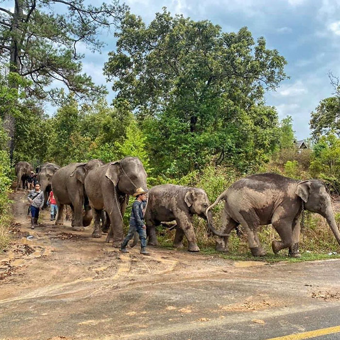 Thai Elephants Return Home After The Number Of Tourists Dwindles Thai Elephants Return Home After The Number Of Tourists Dwindles