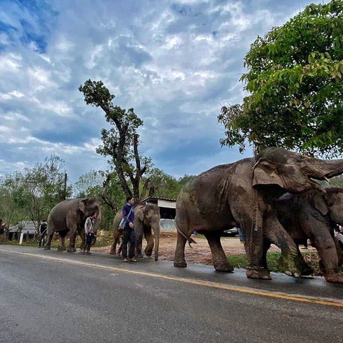 Thai Elephants Return Home After The Number Of Tourists Dwindles