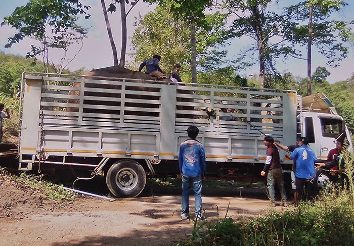 Thai Elephants Return Home After The Number Of Tourists Dwindles