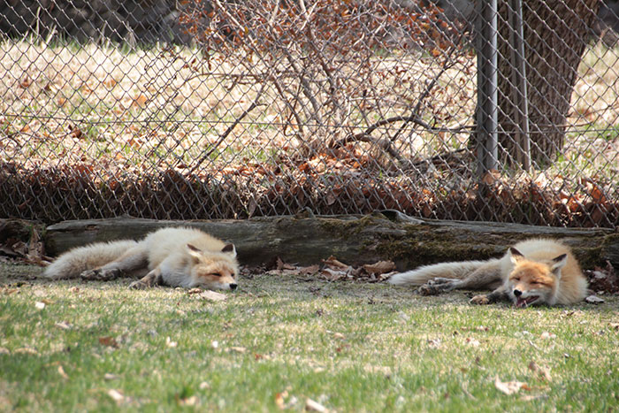 Japanese Man Goes To Social Media To Search For The Owners Of The "Puppy" He Found, Finds Out It's Not A Puppy After All Japanese Man Goes To Social Media To Search For The Owners Of The "Puppy" He Found, Finds Out It's Not A Puppy After All