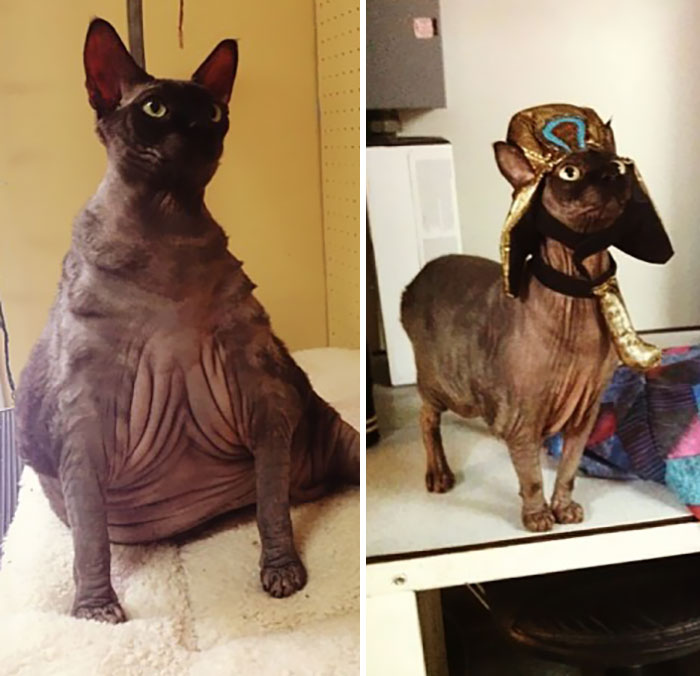 Weight Loss Journey, Before And After (He Was Neglected Before Being Brought To The Shelter)