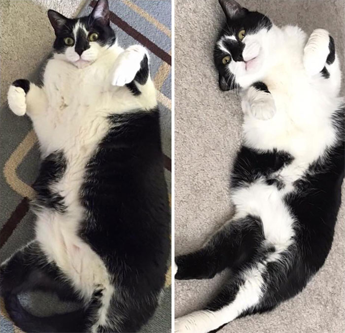 Logan Here Has Had To Go On A Special Prescription Diet That Bulked Him Up To Almost 21 lbs. Now He's Down To A Slim 15 lbs