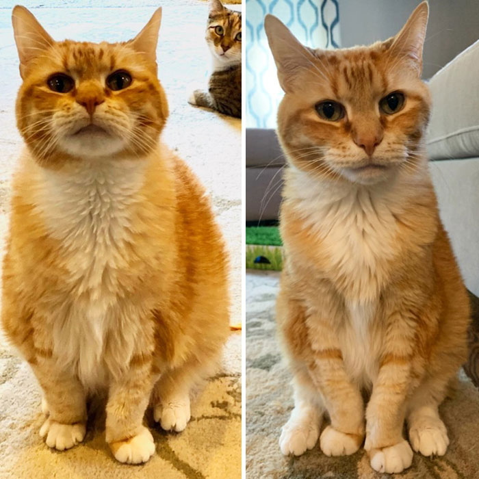 10 Months In His Forever Home, And This 14 Year Old Is Down 3 Pounds