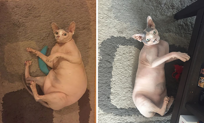 After I Was Told My Cat Was Obese, I Put Her On A Diet. She's Looking A Lot Healthier