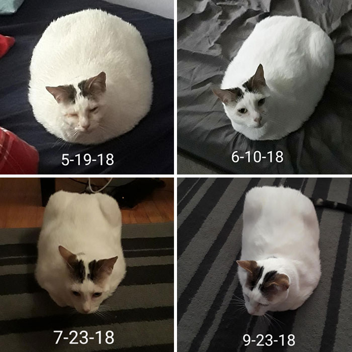 Danni DeVito's Weight Loss Progress