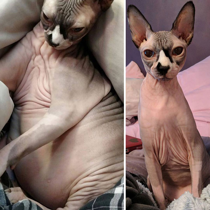 "I'm Sorry Ladies, I Know Dere's Less To Love But Don't Worry, I Still Gots Sum Rolls Leftover In Dis Belleh"