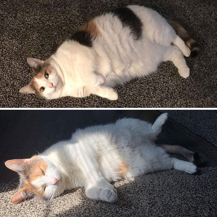 Project Dechonk Successful