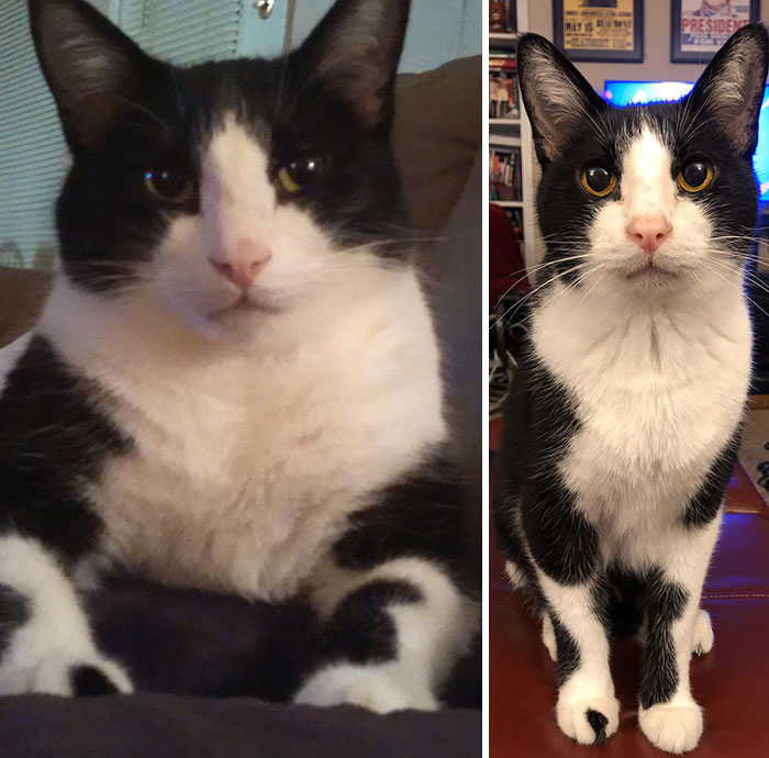 Pinky The Hutt Lost The Weight Chasing A Pupper Around