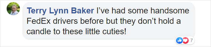 This Fedex Driver Takes His Puppies On Deliveries With Him After Their Daycare Closes