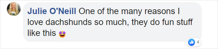 This Fedex Driver Takes His Puppies On Deliveries With Him After Their Daycare Closes