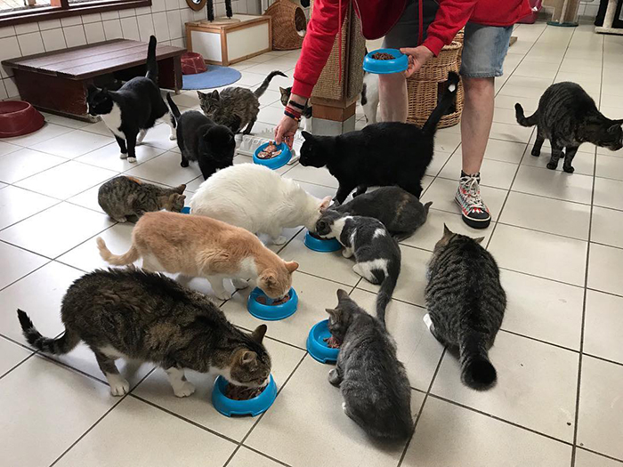 People Are Saying That This Floating Cat Sanctuary Is Amsterdam's Best-Hidden Attraction