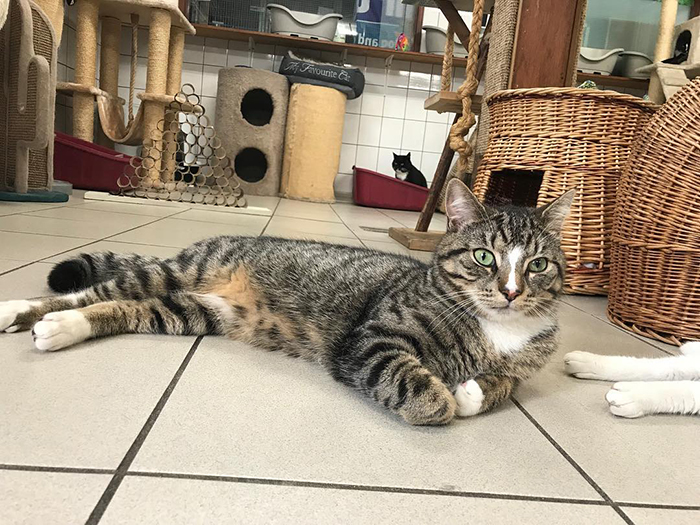 People Are Saying That This Floating Cat Sanctuary Is Amsterdam's Best-Hidden Attraction