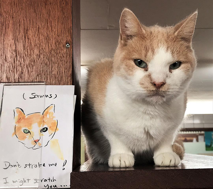 People Are Saying That This Floating Cat Sanctuary Is Amsterdam's Best-Hidden Attraction People Are Saying That This Floating Cat Sanctuary Is Amsterdam's Best-Hidden Attraction