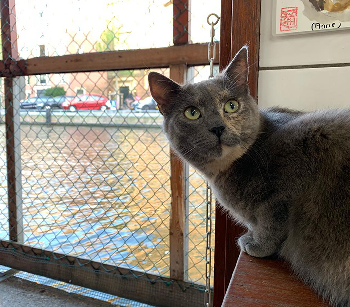 People Are Saying That This Floating Cat Sanctuary Is Amsterdam's Best-Hidden Attraction